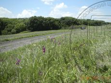 Gladiolus-tenuis_Б-Зеленчук_стация